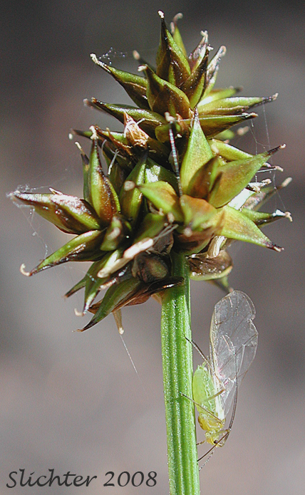 Inflorescence of Sheep Sedge, Small-head Sedge: Carex illota