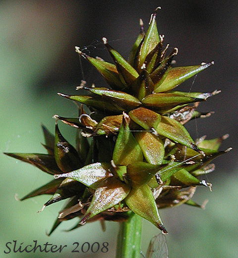 Inflorescence of Sheep Sedge, Small-head Sedge: Carex illota