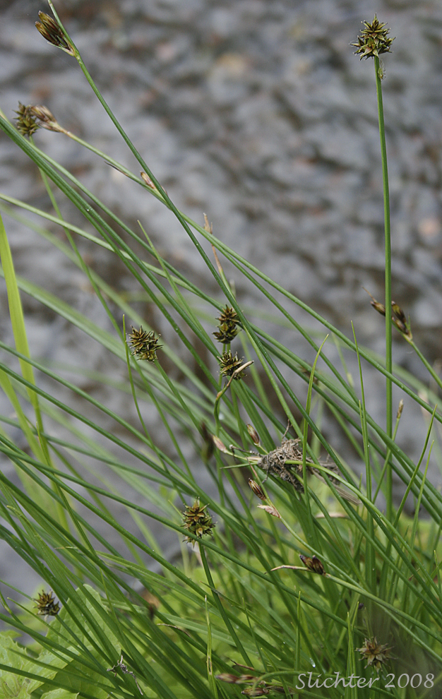 Sheep Sedge, Small-head Sedge: Carex illota