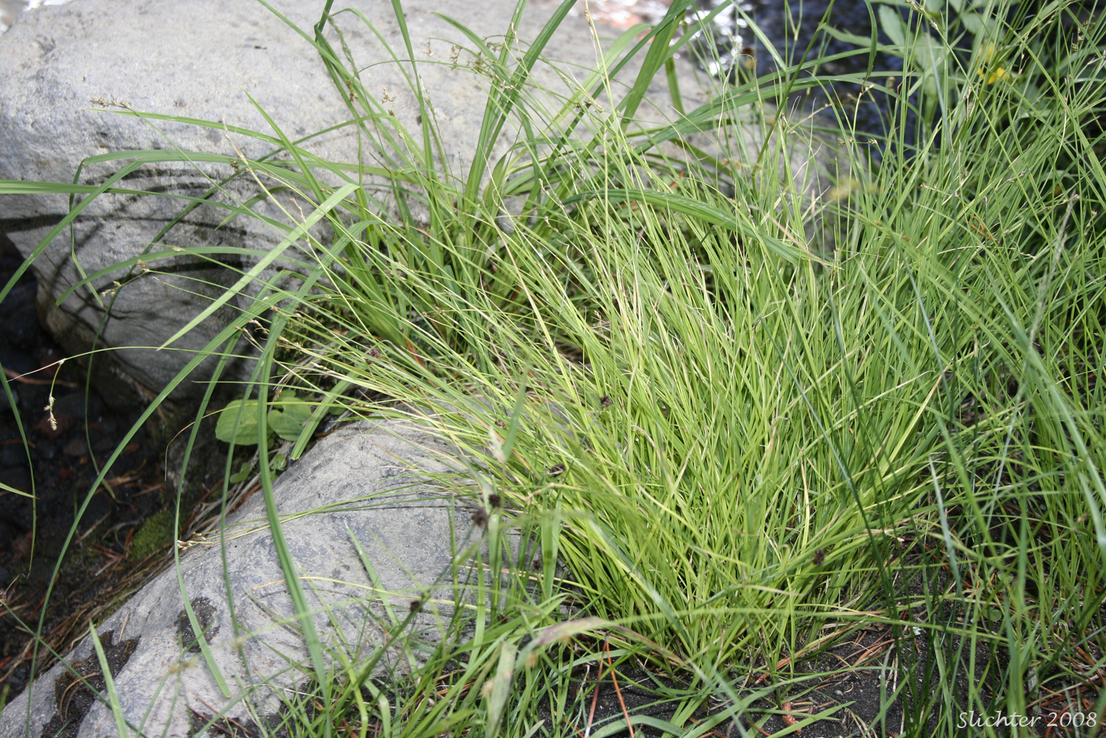 Smoothstem Sedge, Smooth-stemmed Sedge: Carex laeviculmis (Synonym: Carex deweyana ssp. sparsiflora)