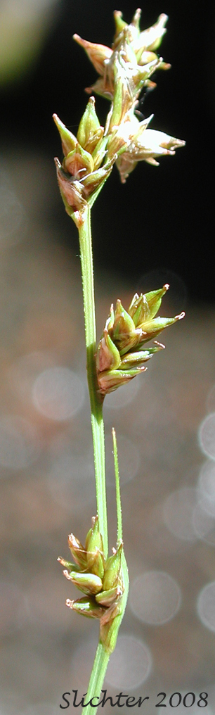 Smoothstem Sedge, Smooth-stemmed Sedge: Carex laeviculmis (Synonym: Carex deweyana ssp. sparsiflora)