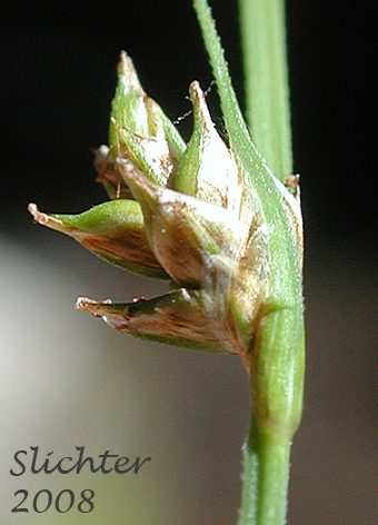 Smoothstem Sedge, Smooth-stemmed Sedge: Carex laeviculmis (Synonym: Carex deweyana ssp. sparsiflora)