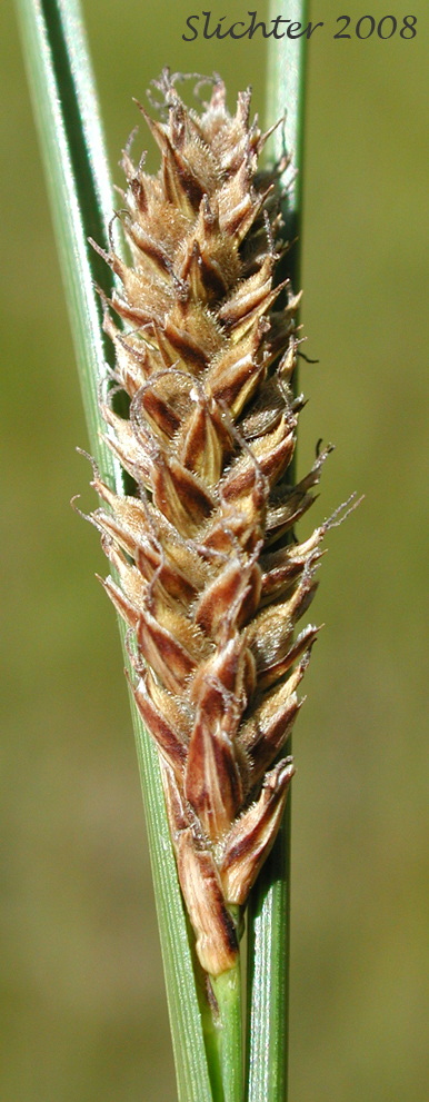 Female spike of American Woollyfruit Sedge, Slender Bog Sedge, Slender Woolly Sedge, Woollyfruit Sedge, Woolly-fruited Sedge: Carex lasiocarpa var. americana (Synonym: Carex lasiocarpa ssp. americana)