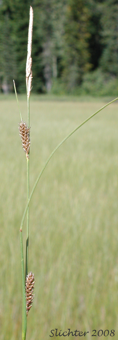 Inflorescence of American Woollyfruit Sedge, Slender Bog Sedge, Slender Woolly Sedge, Woollyfruit Sedge, Woolly-fruited Sedge: Carex lasiocarpa var. americana (Synonym: Carex lasiocarpa ssp. americana)