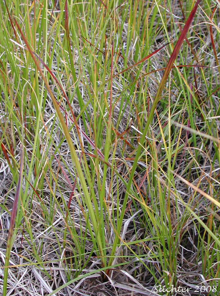 Leaves of American Woollyfruit Sedge, Slender Bog Sedge, Slender Woolly Sedge, Woollyfruit Sedge, Woolly-fruited Sedge: Carex lasiocarpa var. americana (Synonym: Carex lasiocarpa ssp. americana)