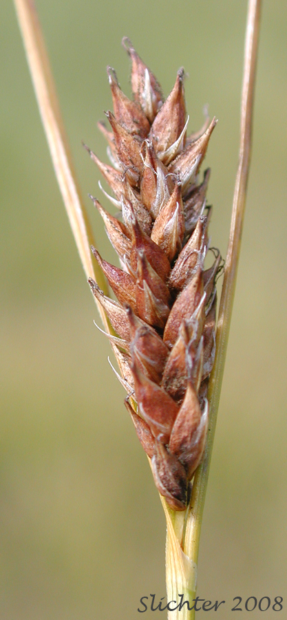 Female spike of American Woollyfruit Sedge, Slender Bog Sedge, Slender Woolly Sedge, Woollyfruit Sedge, Woolly-fruited Sedge: Carex lasiocarpa var. americana (Synonym: Carex lasiocarpa ssp. americana)