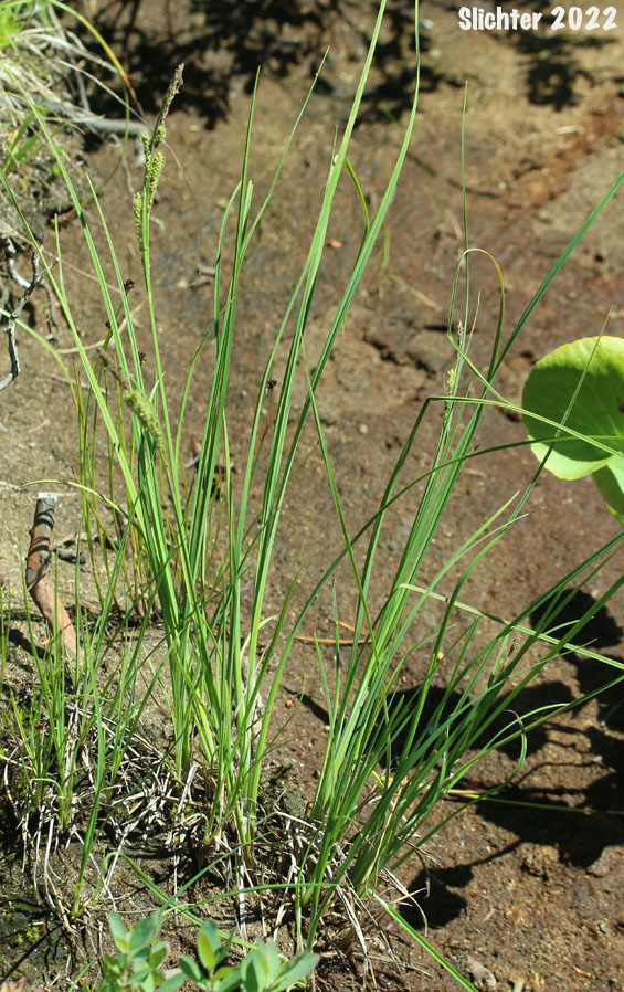 Kellogg's Sedge, Lakeshore Sedge: Carex kelloggii var. kelloggii (Synonyms: Carex hindsii var. brevigluma, Carex lenticularis var. lipocarpa, Carex lenticularis var. paullifructus, Carex vulgaris var. lipocarpa)