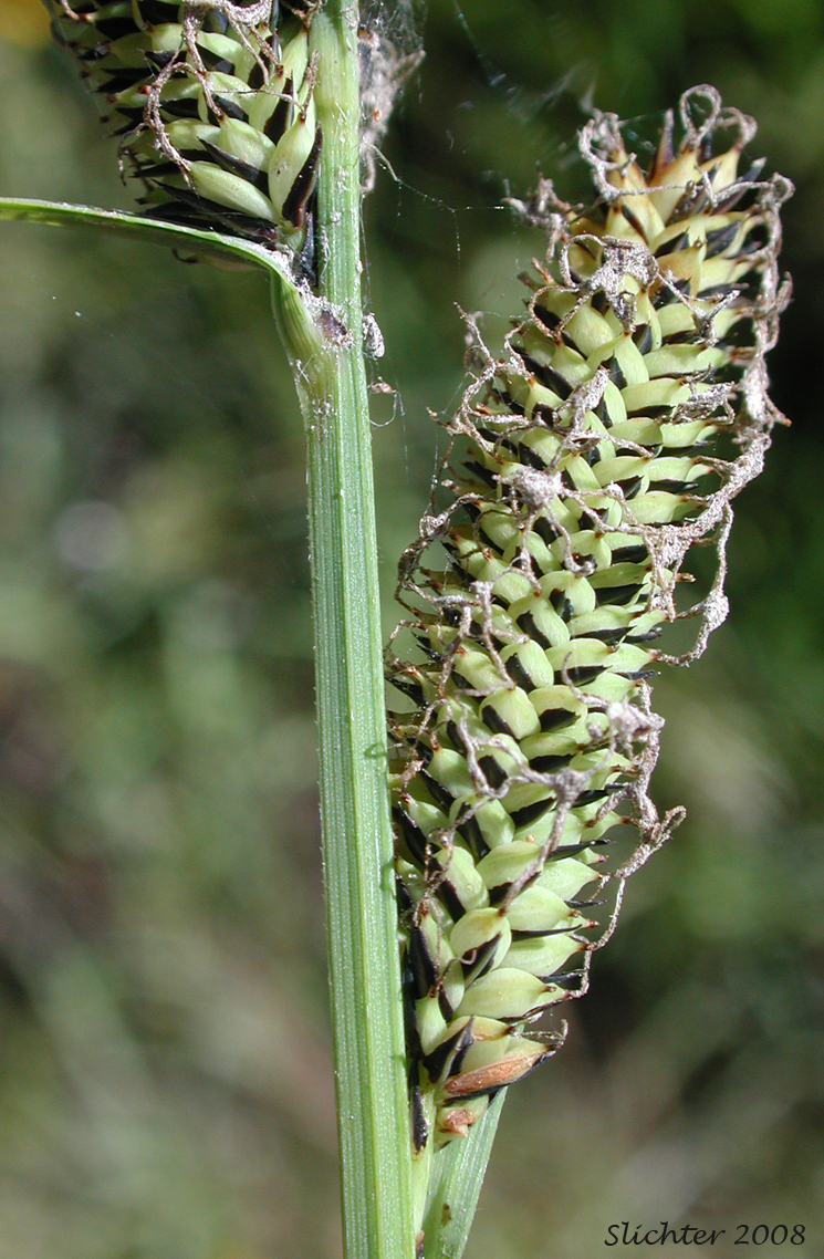 Female spike of Kellogg's Sedge, Lakeshore Sedge: Carex kelloggii var. kelloggii (Synonyms: Carex lenticularis var. lipocarpa, Carex lenticularis var. lenticularis, Carex lenticularis var. pallida)