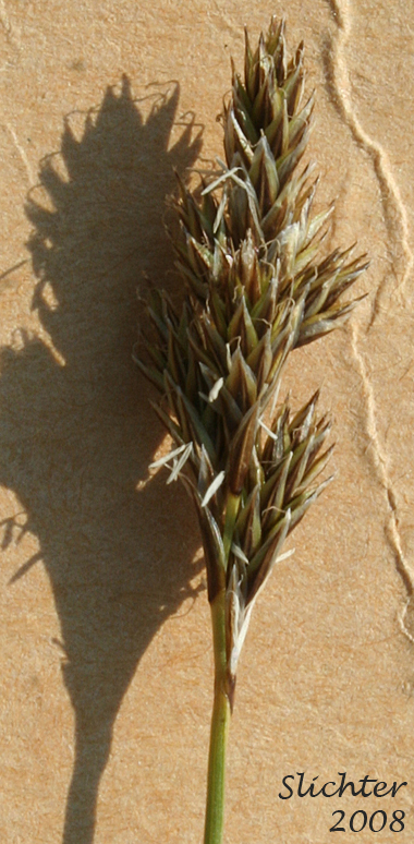 Little Hare Sedge, Sierra Hare Sedge: Carex leporinella