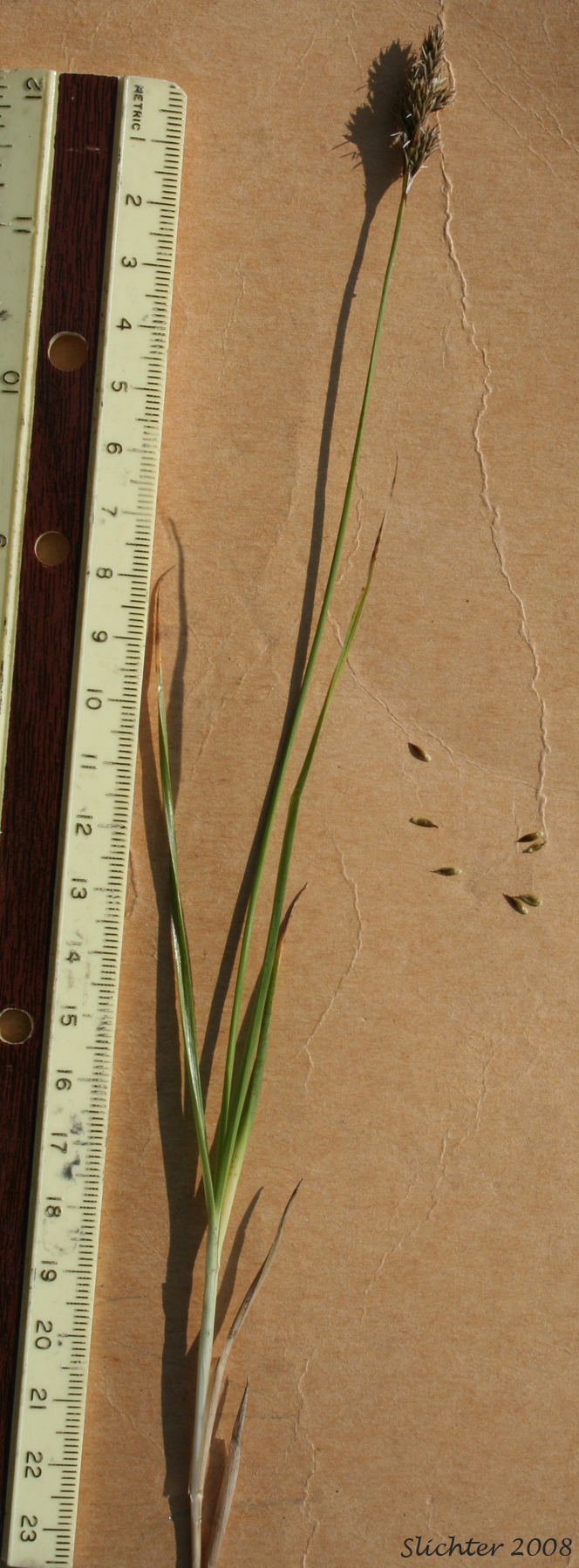 Little Hare Sedge, Sierra Hare Sedge: Carex leporinella