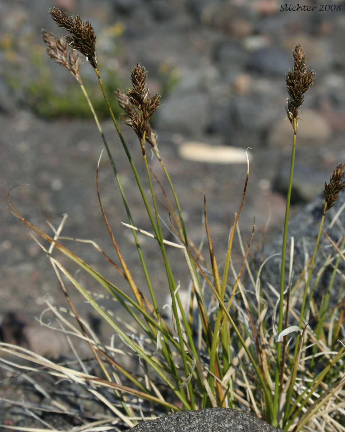 Little Hare Sedge, Sierra Hare Sedge: Carex leporinella