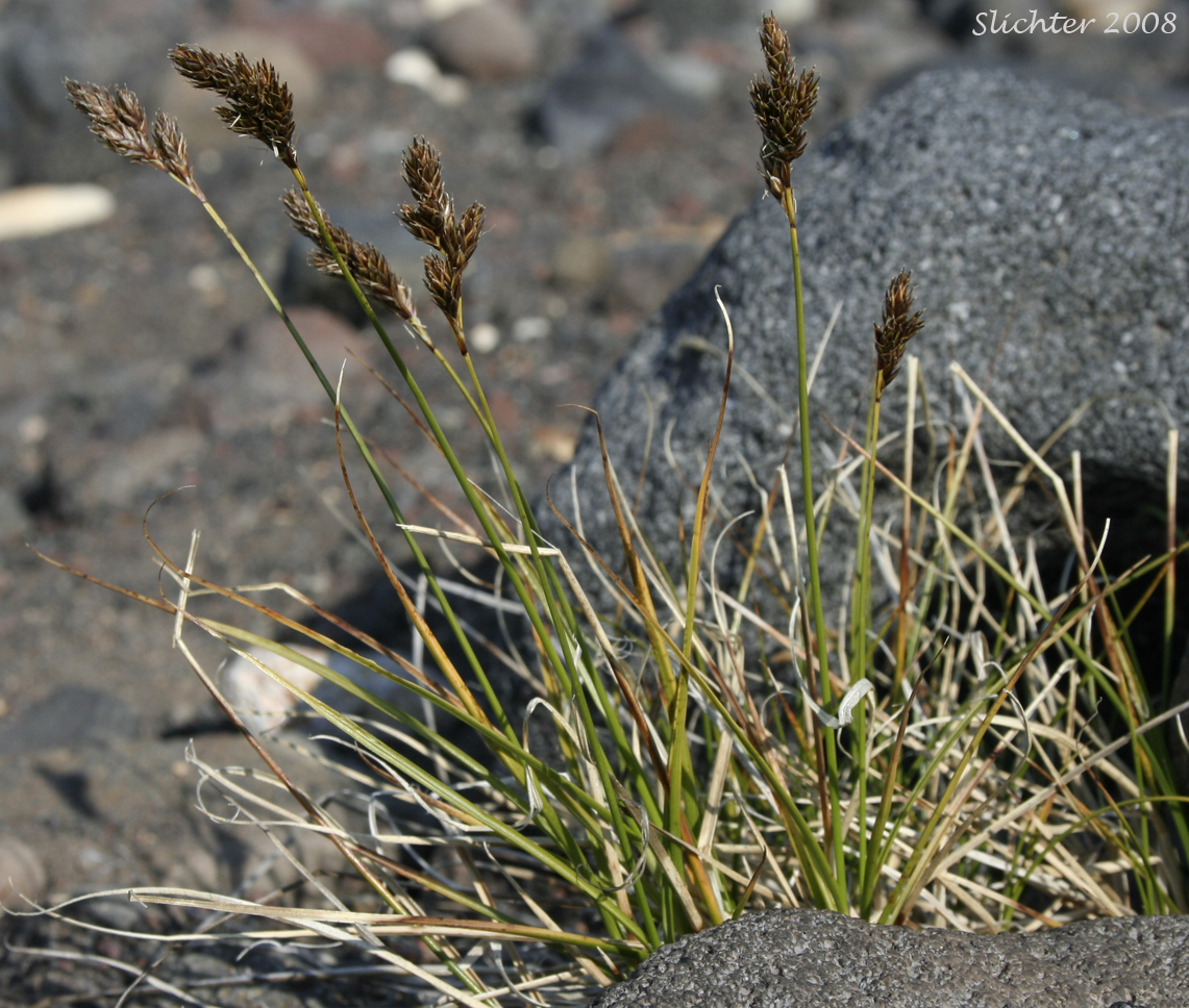 Little Hare Sedge, Sierra Hare Sedge: Carex leporinella