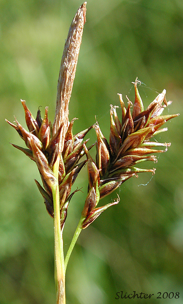 Male and female spikes of Woodrush Sedge, Spring Sedge: Carex luzulina (Synonyms: Carex ablata, Carex luzulina var. ablata, Carex luzulina var. luzulina, Carex owyheensis)