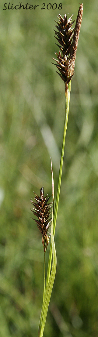 Inflorescence of Woodrush Sedge, Spring Sedge: Carex luzulina (Synonyms: Carex ablata, Carex luzulina var. ablata, Carex luzulina var. luzulina, Carex owyheensis)