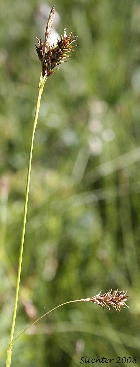 Inflorescence of Woodrush Sedge, Spring Sedge: Carex luzulina (Synonyms: Carex ablata, Carex luzulina var. ablata, Carex luzulina var. luzulina, Carex owyheensis)