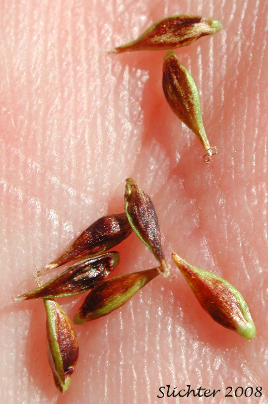Perigynia of Woodrush Sedge, Spring Sedge: Carex luzulina (Synonyms: Carex ablata, Carex luzulina var. ablata, Carex luzulina var. luzulina, Carex owyheensis)