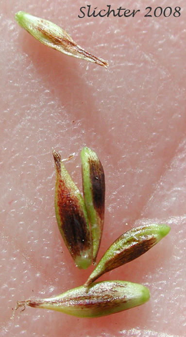 Perigynia of Woodrush Sedge, Spring Sedge: Carex luzulina (Synonyms: Carex ablata, Carex luzulina var. ablata, Carex luzulina var. luzulina, Carex owyheensis)