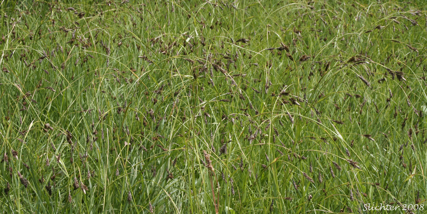 Woodrush Sedge, Spring Sedge: Carex luzulina (Synonyms: Carex ablata, Carex luzulina var. ablata, Carex luzulina var. luzulina, Carex owyheensis)