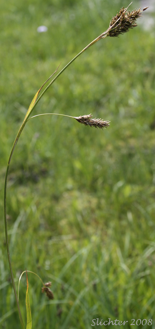 Woodrush Sedge, Spring Sedge: Carex luzulina (Synonyms: Carex ablata, Carex luzulina var. ablata, Carex luzulina var. luzulina, Carex owyheensis)