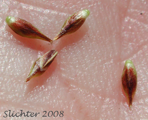 Perigynia of Woodrush Sedge, Spring Sedge: Carex luzulina (Synonyms: Carex ablata, Carex luzulina var. ablata, Carex luzulina var. luzulina, Carex owyheensis)
