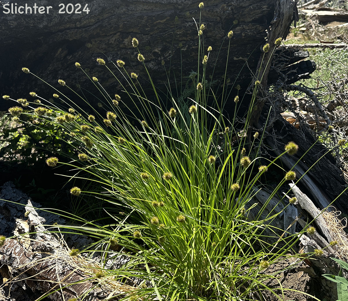 Smallwing Sedge, Small-winged Sedge: Carex microptera (Synonyms: Carex festivella, Carex limnophila, Carex macloviana ssp. festivella, Carex macloviana var. microptera, Carex microptera var. crassinervia , Carex microptera var. limnophila)