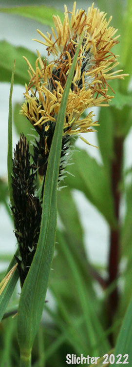 Nebraska Sedge: Carex nebrascensis (Synonyms: Carex jamesii, Carex nebrascensis var. eruciformis, Carex nebrascensis var. praevia, Carex nebrascensis var. ultriformis)