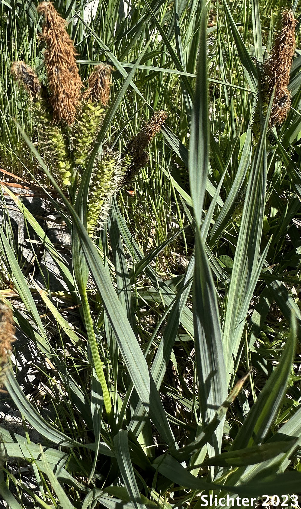 Nebraska Sedge: Carex nebrascensis (Synonyms: Carex jamesii, Carex nebrascensis var. eruciformis, Carex nebrascensis var. praevia, Carex nebrascensis var. ultriformis)