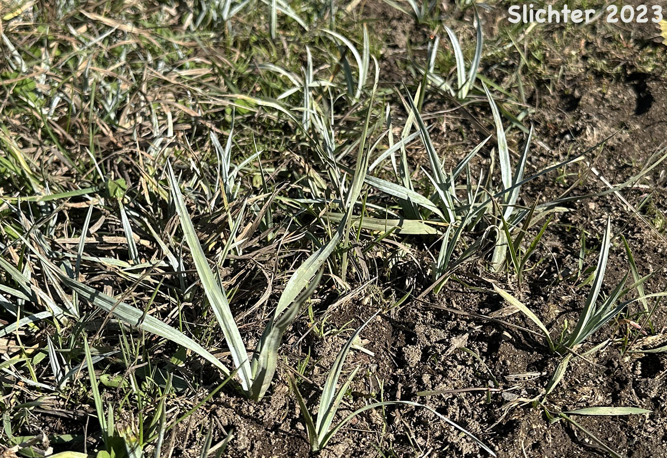 Blue-green leaves of Nebraska Sedge: Carex nebrascensis (Synonyms: Carex jamesii, Carex nebrascensis var. eruciformis, Carex nebrascensis var. praevia, Carex nebrascensis var. ultriformis)
