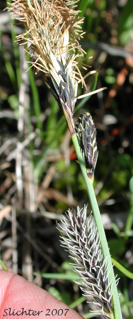 Nebraska Sedge: Carex nebrascensis (Synonyms: Carex jamesii, Carex nebrascensis var. eruciformis, Carex nebrascensis var. praevia, Carex nebrascensis var. ultriformis, Carex nebraskensis)