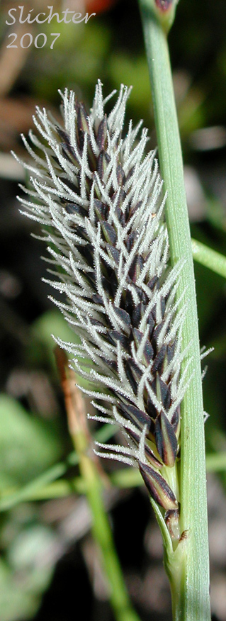 Female spike of Nebraska Sedge: Carex nebrascensis (Synonyms: Carex jamesii, Carex nebrascensis var. eruciformis, Carex nebrascensis var. praevia, Carex nebrascensis var. ultriformis, Carex nebraskensis)