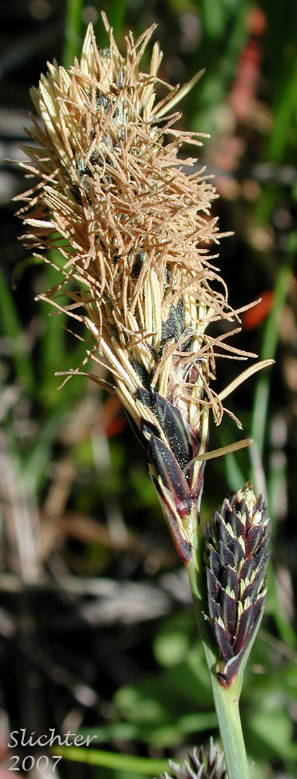 Male spike of Nebraska Sedge: Carex nebrascensis (Synonyms: Carex jamesii, Carex nebrascensis var. eruciformis, Carex nebrascensis var. praevia, Carex nebrascensis var. ultriformis, Carex nebraskensis)