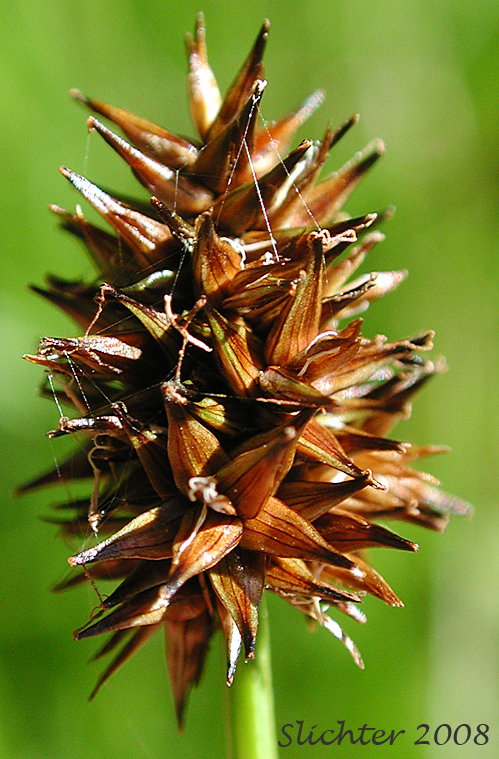Close-up of the inflorescence of Alpine Nerved Sedge, Veined Sedge: Carex neurophora (Synonym: Carex vernacula var. hobsonii)