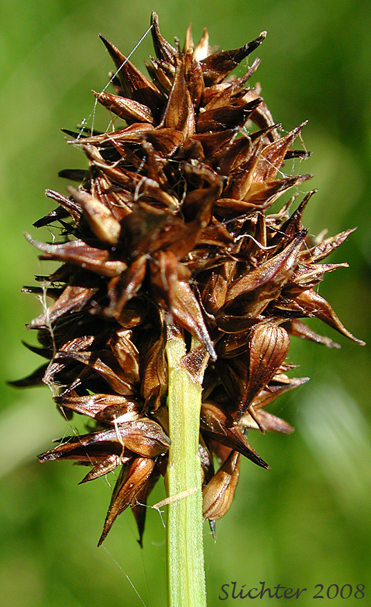 Inflorescence of Alpine Nerved Sedge, Veined Sedge: Carex neurophora (Synonym: Carex vernacula var. hobsonii)
