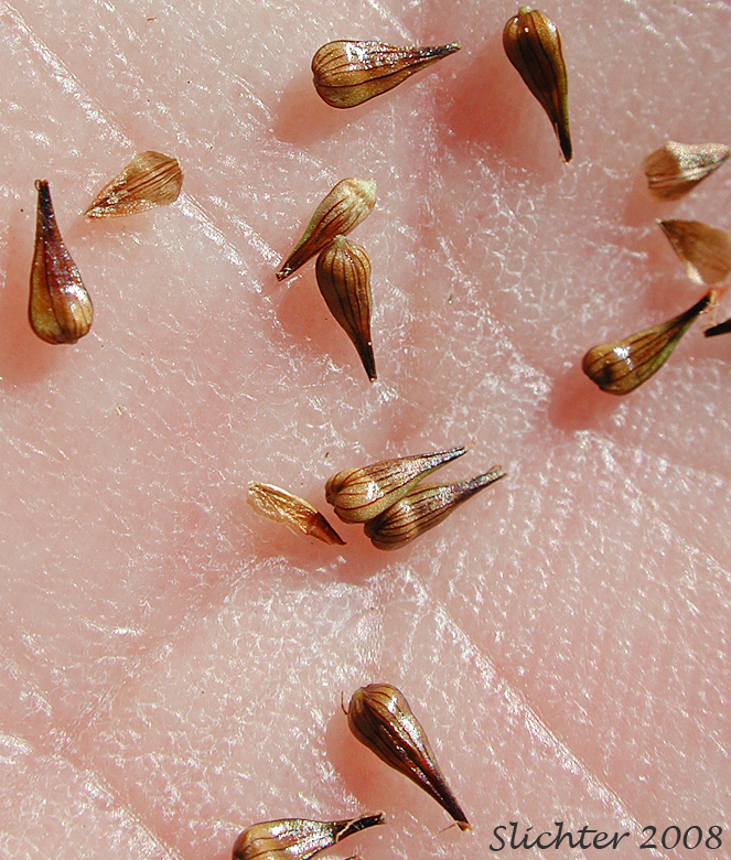 Close-up of the perigynia of Alpine Nerved Sedge, Veined Sedge: Carex neurophora (Synonym: Carex vernacula var. hobsonii)