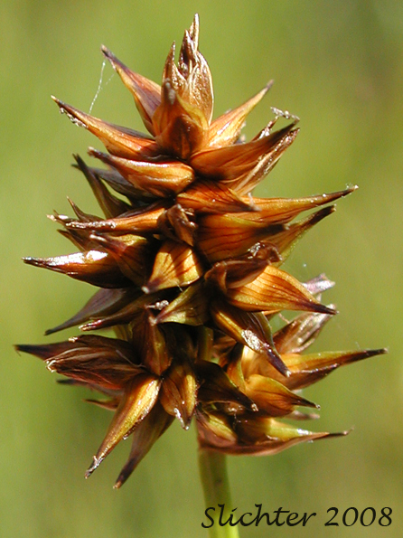 Close-up of the inflorescence of Alpine Nerved Sedge, Veined Sedge: Carex neurophora (Synonym: Carex vernacula var. hobsonii)