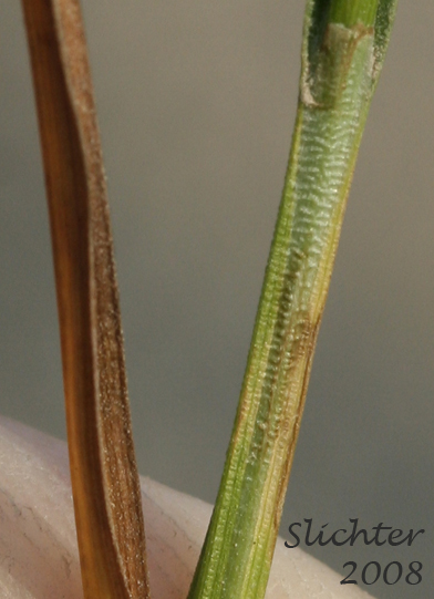 Close-up of the cross-corrugated leaf sheath fronts of Alpine Nerved Sedge, Veined Sedge: Carex neurophora (Synonym: Carex vernacula var. hobsonii)