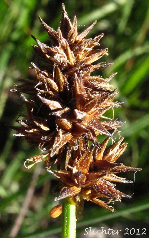Close-up of the inflorescence of Alpine Nerved Sedge, Veined Sedge: Carex neurophora (Synonym: Carex vernacula var. hobsonii)