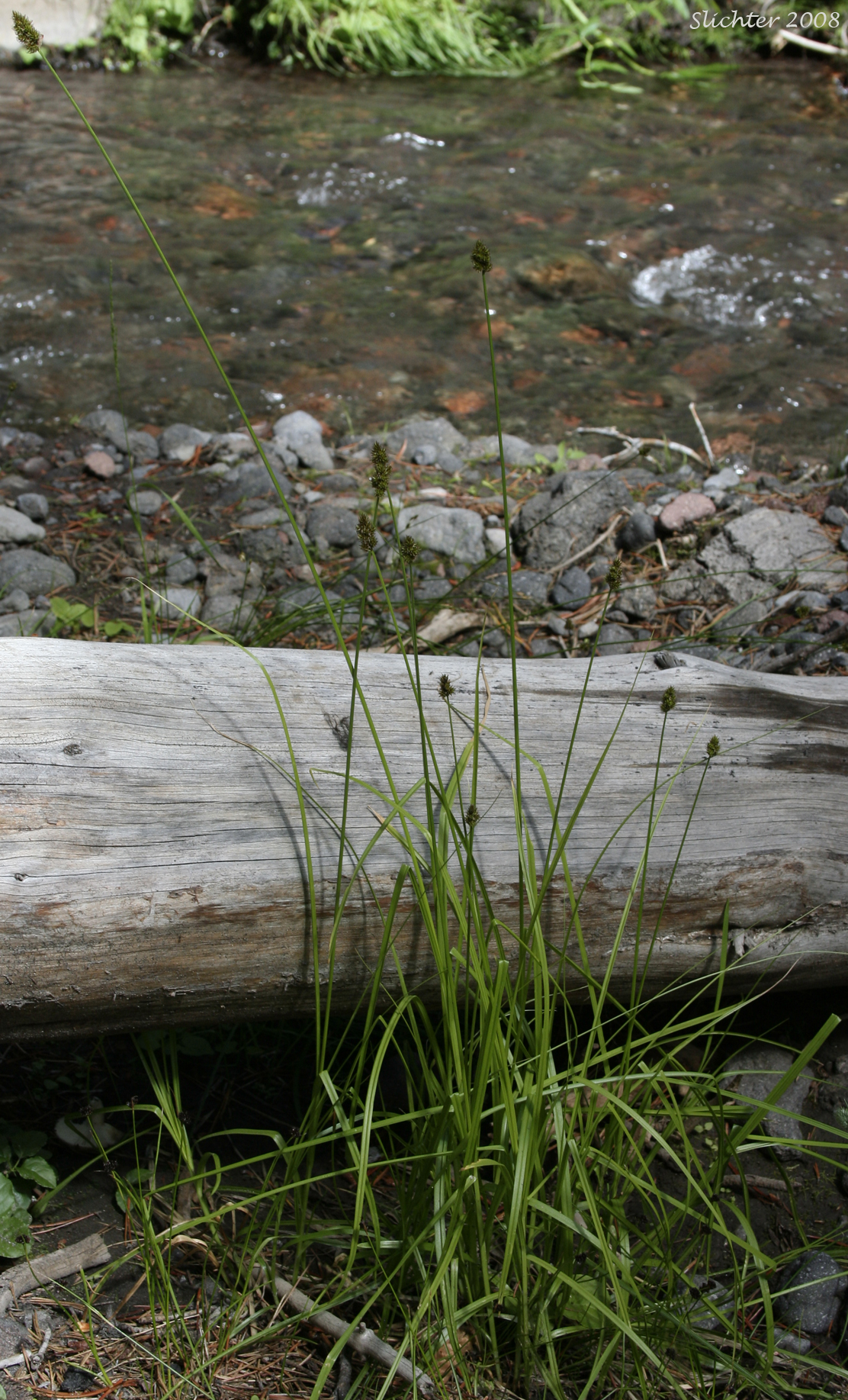 Habitat of Thick-headed Sedge: Carex pachystachya (Synonyms: Carex festiva var. gracilis, Carex festiva var. pachystachya, Carex macloviana ssp. pachystachya, Carex macloviana var. pachystachya, Carex pachystachya var. gracilis, Carex pachystachya var. monds-coulteri)