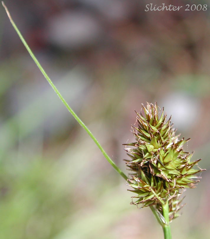 Thick-headed Sedge: Carex pachystachya (Synonyms: Carex festiva var. gracilis, Carex festiva var. pachystachya, Carex macloviana ssp. pachystachya, Carex macloviana var. pachystachya, Carex pachystachya var. gracilis, Carex pachystachya var. monds-coulteri)