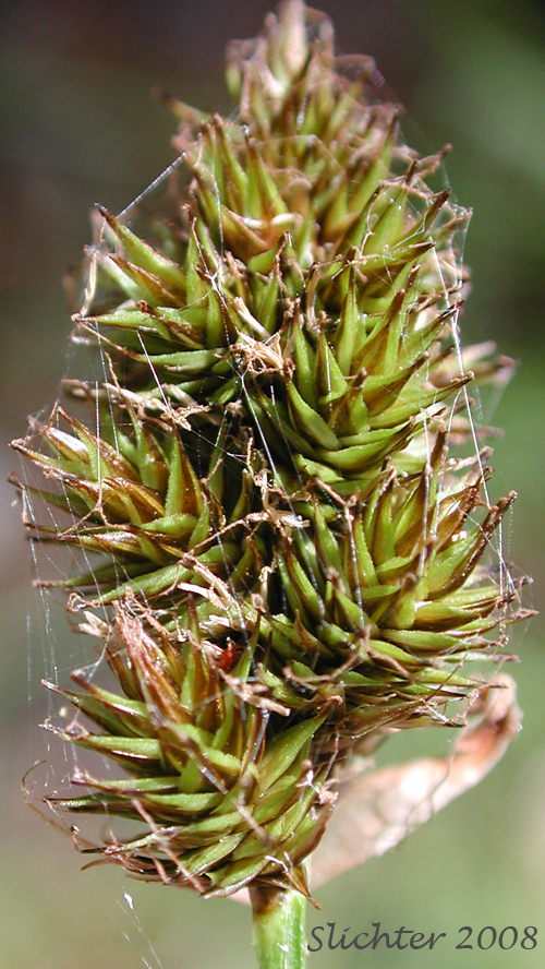 Thick-headed Sedge: Carex pachystachya (Synonyms: Carex festiva var. gracilis, Carex festiva var. pachystachya, Carex macloviana ssp. pachystachya, Carex macloviana var. pachystachya, Carex pachystachya var. gracilis, Carex pachystachya var. monds-coulteri)