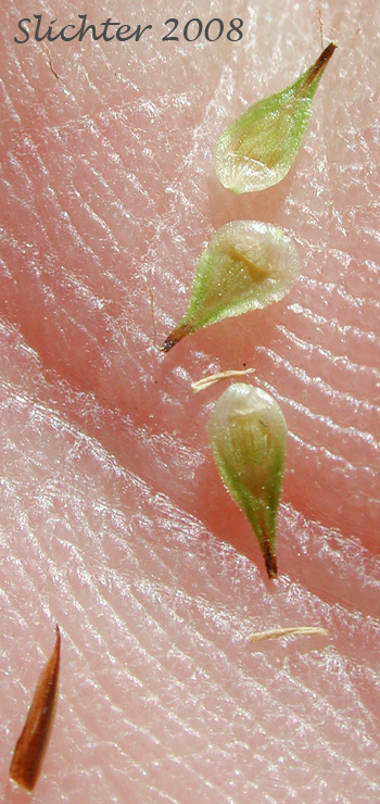 Perigynia of Thick-headed Sedge: Carex pachystachya (Synonyms: Carex festiva var. gracilis, Carex festiva var. pachystachya, Carex macloviana ssp. pachystachya, Carex macloviana var. pachystachya, Carex pachystachya var. gracilis, Carex pachystachya var. monds-coulteri)