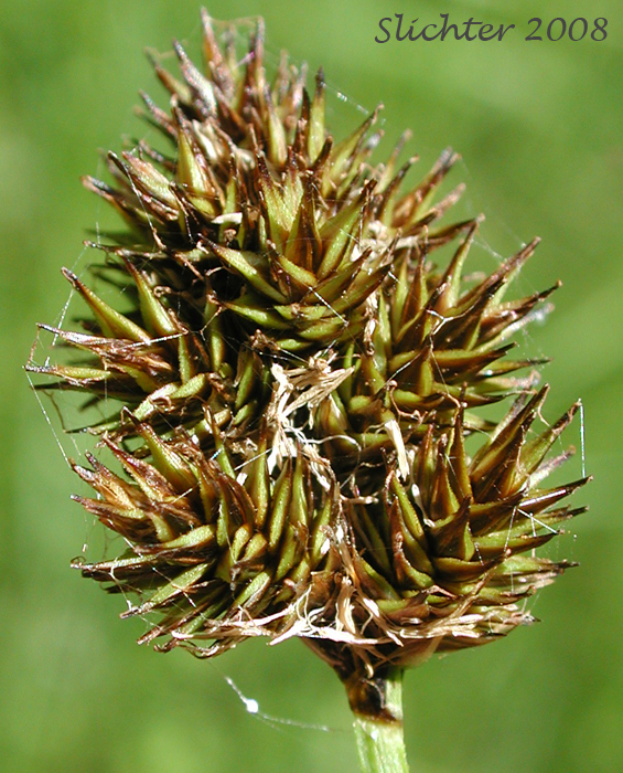 Thick-headed Sedge: Carex pachystachya (Synonyms: Carex festiva var. gracilis, Carex festiva var. pachystachya, Carex macloviana ssp. pachystachya, Carex macloviana var. pachystachya, Carex pachystachya var. gracilis, Carex pachystachya var. monds-coulteri)
