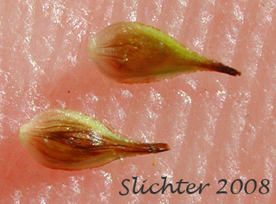 Perigynia of Thick-headed Sedge: Carex pachystachya (Synonyms: Carex festiva var. gracilis, Carex festiva var. pachystachya, Carex macloviana ssp. pachystachya, Carex macloviana var. pachystachya, Carex pachystachya var. gracilis, Carex pachystachya var. monds-coulteri)