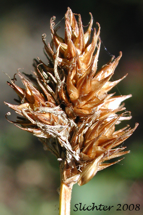 Thick-headed Sedge: Carex pachystachya (Synonyms: Carex festiva var. gracilis, Carex festiva var. pachystachya, Carex macloviana ssp. pachystachya, Carex macloviana var. pachystachya, Carex pachystachya var. gracilis, Carex pachystachya var. monds-coulteri)