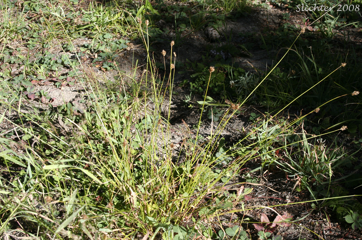 Thick-headed Sedge: Carex pachystachya (Synonyms: Carex festiva var. gracilis, Carex festiva var. pachystachya, Carex macloviana ssp. pachystachya, Carex macloviana var. pachystachya, Carex pachystachya var. gracilis, Carex pachystachya var. monds-coulteri)