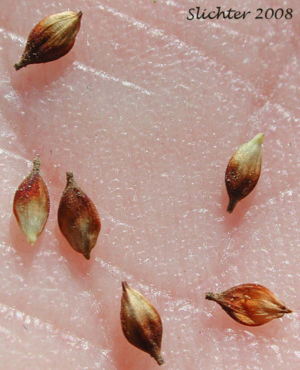 Perigynia of Woolly Sedge: Carex pellita (Synonym: Carex lanuginosa)