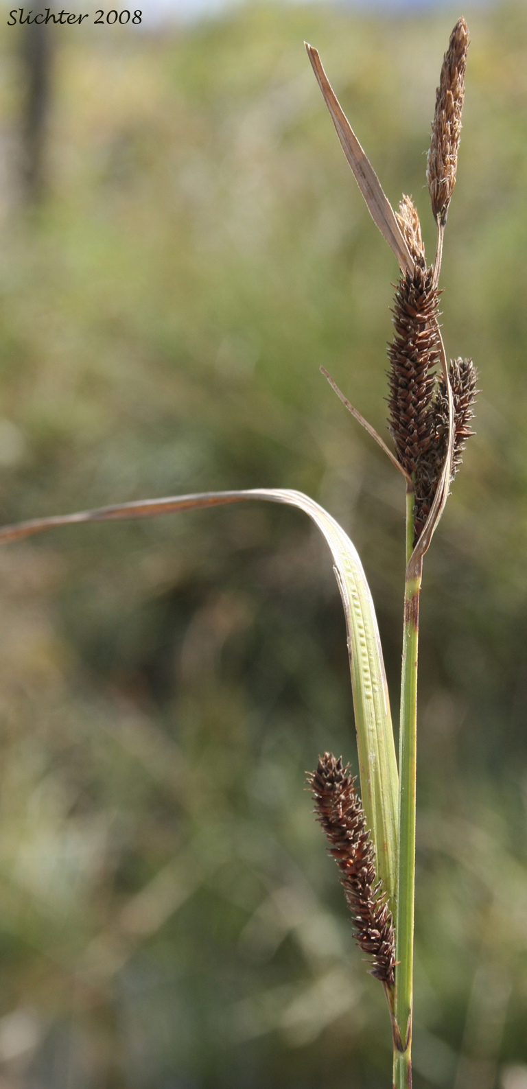 Inflorescence of Woolly Sedge: Carex pellita (Synonym: Carex lanuginosa)