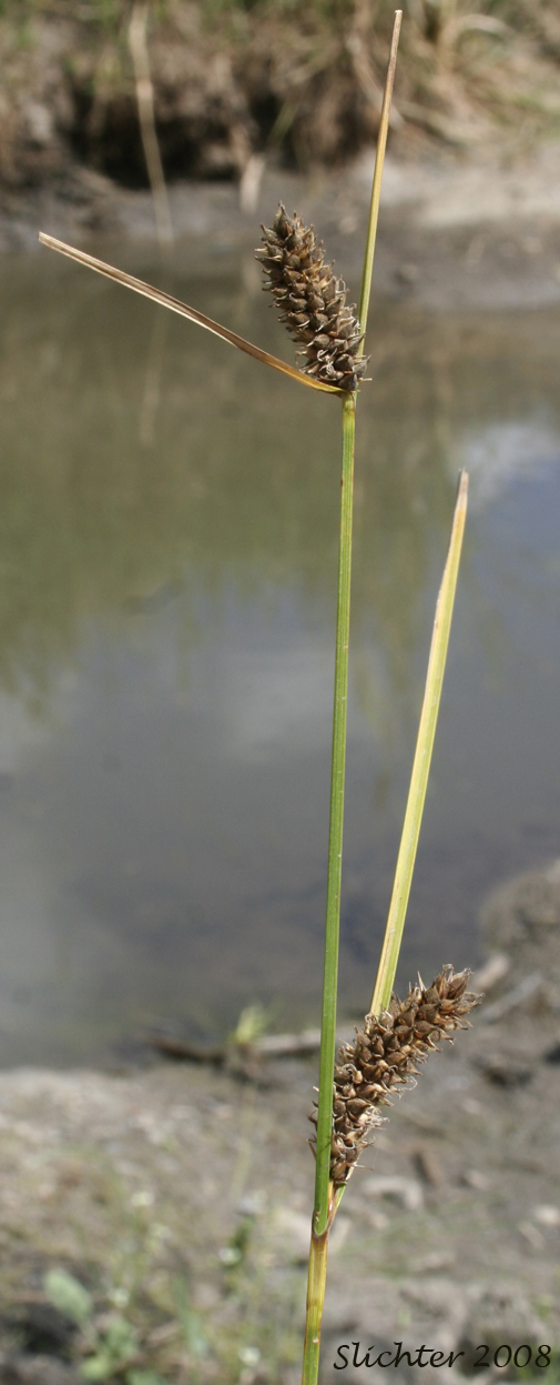 Woolly Sedge: Carex pellita (Synonym: Carex lanuginosa)