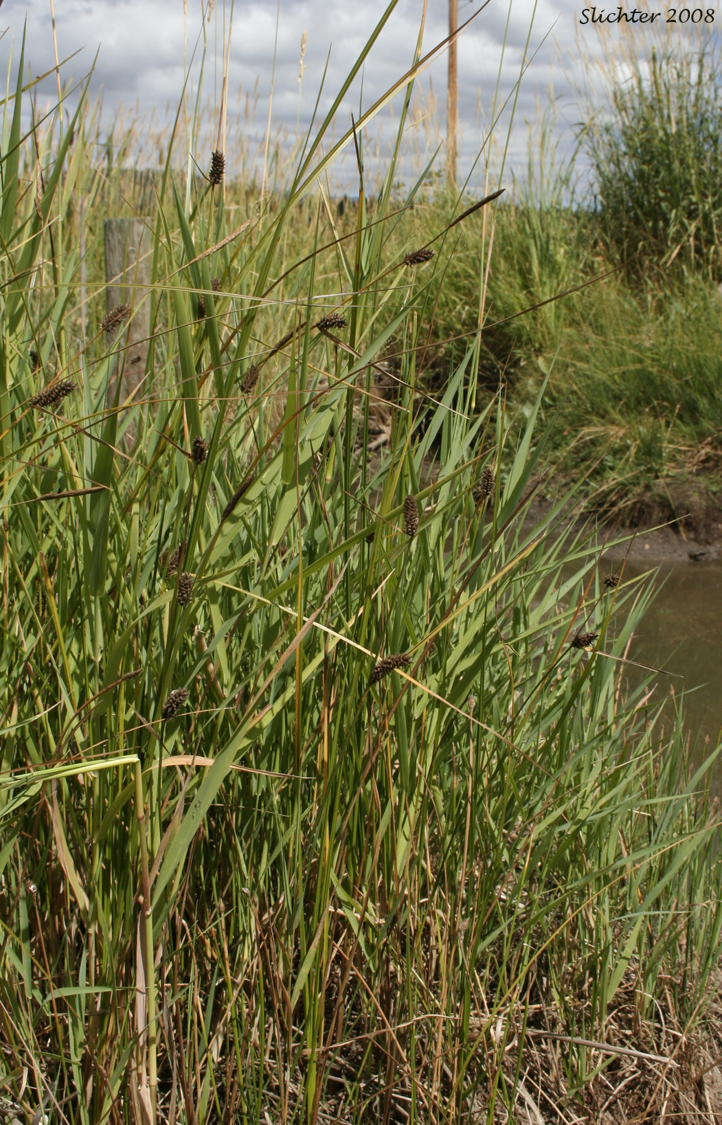 Woolly Sedge: Carex pellita (Synonym: Carex lanuginosa)