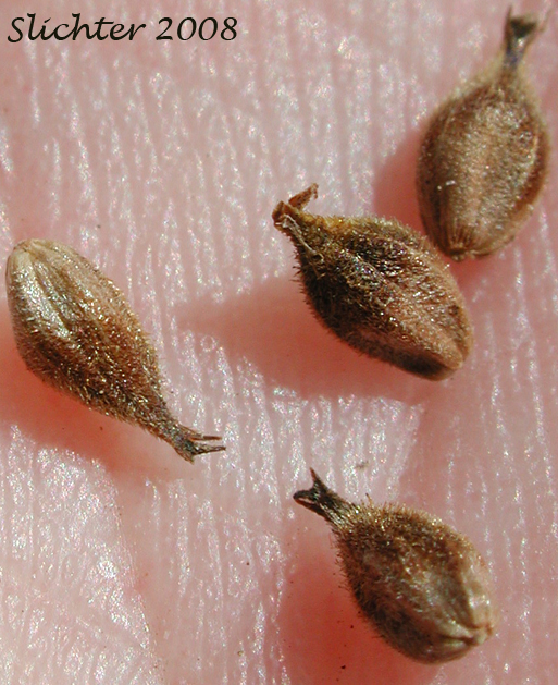 Perigynia of Woolly Sedge: Carex pellita (Synonym: Carex lanuginosa)